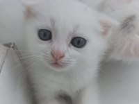 Scottish Fold Yavrular