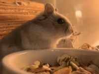 GONZALES HAMSTER YAVRULAR HERYERE GÖNDERİM