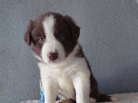 Border Collie Yavrular