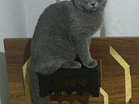 8 aylık british shorthair dişi