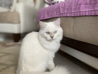 6 aylık dişi british longhair kedisi