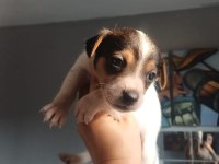 Jack russell yavru