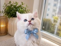Safkan Bebek British Longhair Mavi Gözlü