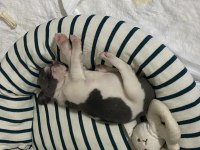 Güzeller güzeli Dişi blue french bulldog
