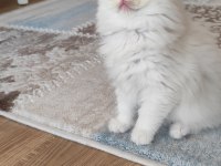 Safkan ırk sağlık garantili british longhair