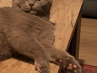 Ücretsiz 7 aylık British Shorthair