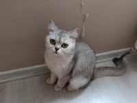 British Shorthair Kedimize Güzel Bir Aile Arıyoruz