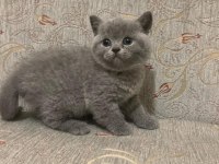 British shorthair kedimiz