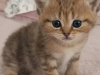 British Shorthair Silver