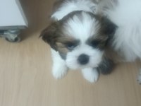 Orjinal shih tzu sahiplendirme