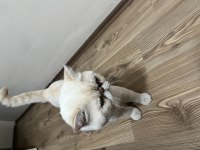 Exotic Shorthair 4 Yaşında