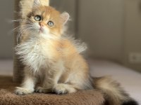 Ny11 Ny12 Golden Mükemmel Kalite British Longhair
