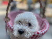 Maltese terrier yavrularımız