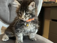 Mco Safkan Dişi Orman Rengi Maine Coon
