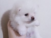 Kar Beyazı Teacup Pomeranian Boo Dişi Güzellik