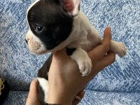 FRENCH BULLDOG GÜZELLİK AİLESİNİ BEKLİYOR