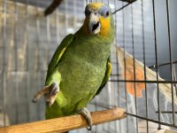MUZZAM BİR AMAZONİKA İSTEYEN KAÇIRMASIN