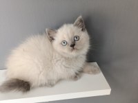 British shorthair blue point