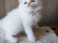White erkek yavru british