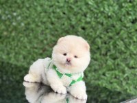 Üst kalite Pomeranian Boo