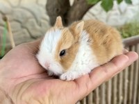 Netherland Dwarf Karamel Tavşanlar
