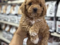 Maltipoo Yavrumuz Toy Poodle Tadında