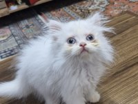 1.5 Aylık British longhair Erkek