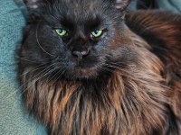 Maine coon yavruları