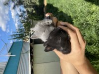 Netherland dwarf cüce tavşan yavruları