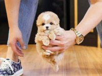 MALTİPOO YAVRULARIM