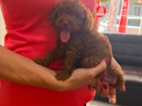 DARK BROWN KORE TOY POODLE BEBEKLER