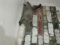 Scottish fold 2,5 aylık