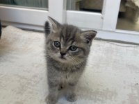 Silver Tabby Shorthair Straight 3 Aylık Yavru Kedimiz