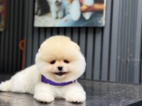 Pomeranian boo yavru köpeğimiz