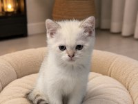 Erkek British Shorthair Yavru Mavi Gözlü Kediş