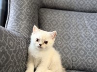 Erkek yavru kedim yeni ailesini arıyor