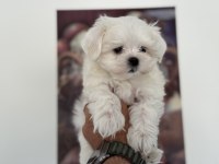 Petmode köpek çiftliğinden kore kan maltese