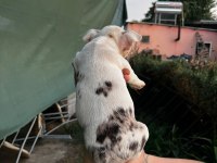 Sevimli French Bulldog Yavrularımız