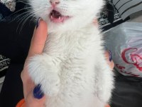 British kedi shorthair