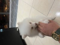 Acil Satılık Uygun Pomeranian Boo