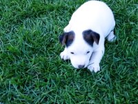Enerji küpü Jack Russell bebekler