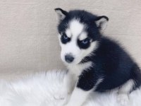 HUSKY SİBİRYA YAVRULARI