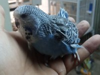 Şov jumbo yavru muhabbet kuşu
