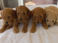 Poodle yavrusu bebeğimiz