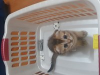 Black Golden Scottish Fold Erkek Yavru