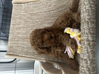 2 Aylık Toy Poodle Bebekler