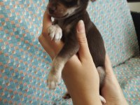 50 günlük elma kafa chihuahua