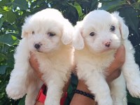 LEKESİZ MALTESE TERRİER YAVRULAR
