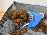 5 Aylık Poodle Yavrumuz Lidya