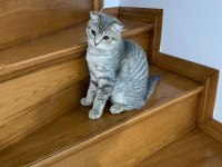 5 aylık dişi scottish fold aileler için sahiplendirme